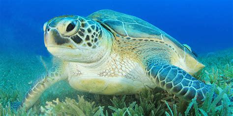 What Is A Green Sea Turtle Facts For Kids Twinkl