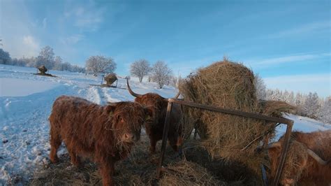 Scottish Highland Cattle In Finland Walk Among The Cows In Nice Winter