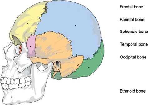 Parietal Bone Anatomy Borders Surfaces Learn From Doctor