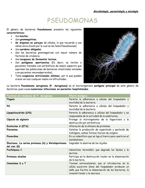 Pseudomonas Microbiología Y Pseudomonas El De Bacterias Pseudomonas