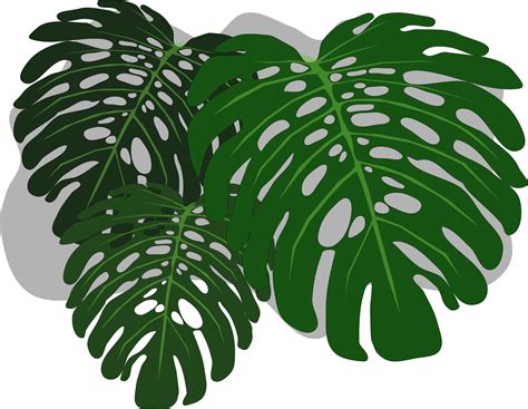 You will then receive an email with further instructions. Philodendron clipart 20 free Cliparts | Download images on ...