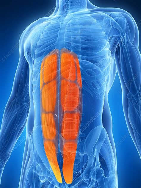 Abdominal Muscles Illustration Stock Image F0108995 Science