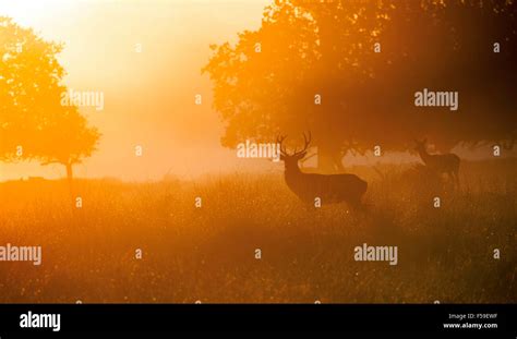 Red Deer Stag In The Early Morning Mist Stock Photo Alamy