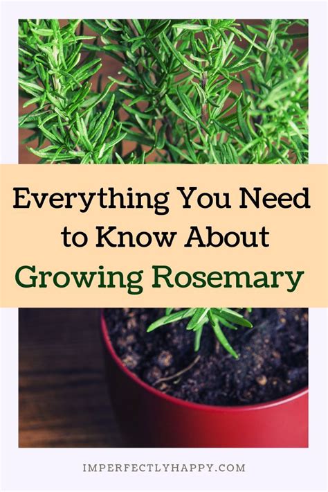 Everything You Need To Know About Growing Rosemary Growing Rosemary