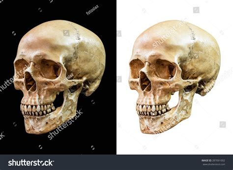 Human Skull Isolated On Black White Stock Photo 287091002