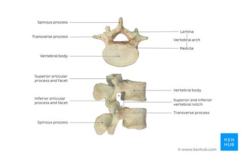 Lumbar Vertebrae Anatomy Of The Bony Lumbar Spine Kenhub