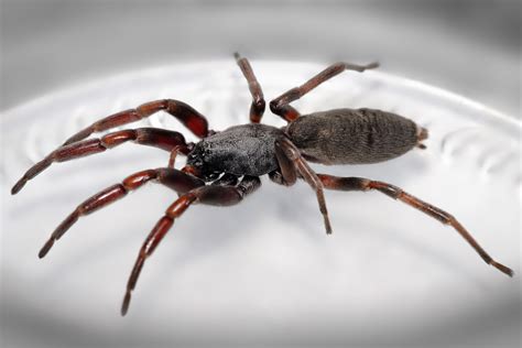 Filewhite Tailed Spider Wikipedia