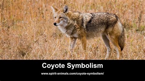 Coyote Symbolism Youtube