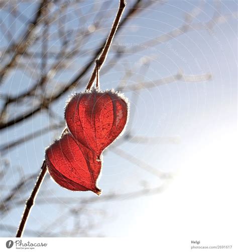 Glowing Seed Capsule Of The Lampion Flower With Snow Cap In Front Of