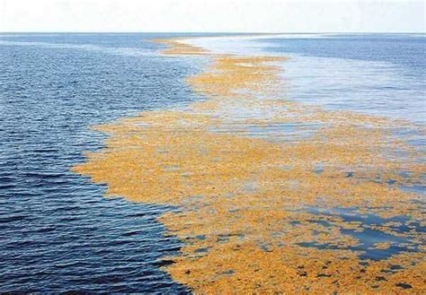 Sargassum A Most Valuable Weed Coastal Angler And The Angler Magazine