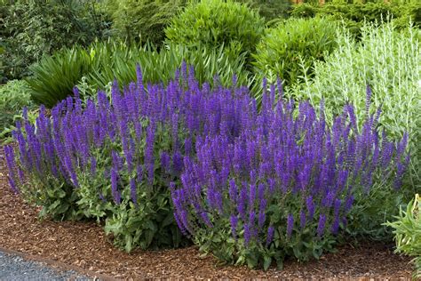 Salvia May Night Plant Profile Sylvan Gardens Landscape Contractors