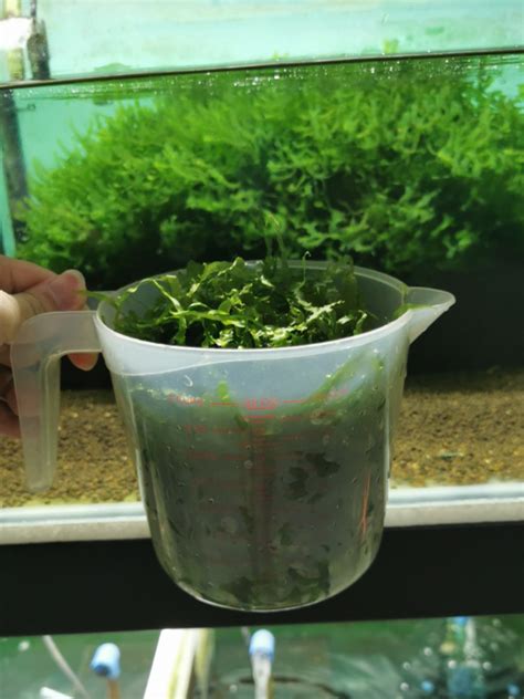 Susswassertang Aka German Seaweed Furniture And Home Living Gardening Plants And Seeds On Carousell