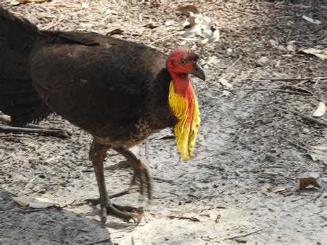 Brush Turkeys In Lane Cove National Park Trevors Birding
