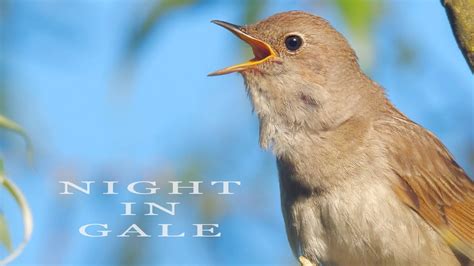 Bird Sounds Singing Nightingale Amazing Bird Song Youtube