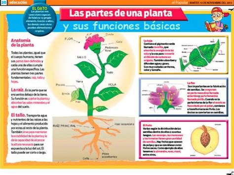 La Planta Y Sus Funciones Partes De La Planta Partes De La Misa