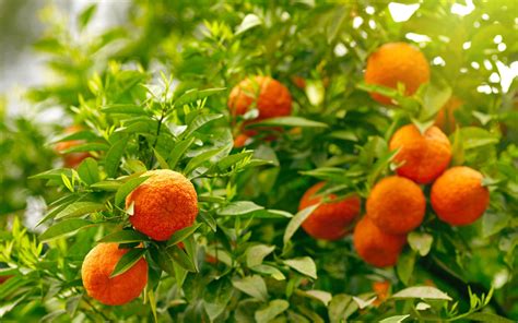 Round Orange Fruit Lot Food Fruit Orange Fruit Leaves Hd