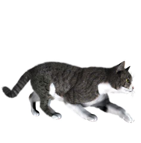 Cat Png Images Cute Cats Transparent Images Free Transparent Png Logos