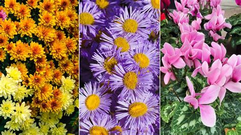 Flores De Otoño Los Colores Que No Pueden Faltar En Tu Jardín Jardinatis