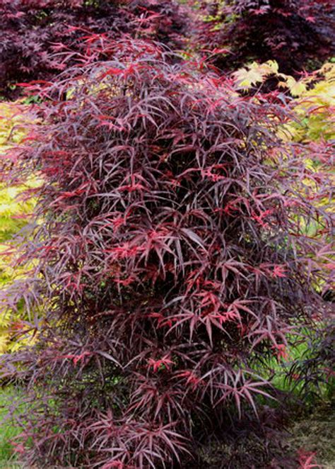 Acer Palmatum Hubbs Red Willow Japanese Maple Tree Kigi Nursery