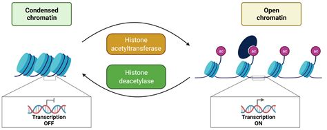 Genes Free Full Text Chromatin Structure And Dynamics Focus On