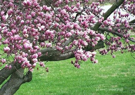 Tennessee also recognizes eastern red cedar ( evergreen tree ) and the yellowwood ( bicentennial tree ) as symbols of the state. tulip tree vs pink magnolia - Google Search | Flower ...