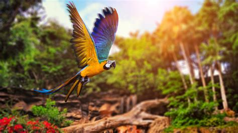 Parrot Flying In Forest Wallpaper 3840x2160 Uhd 4k Parrot Flying