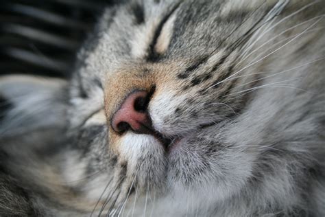 Silver Tabby Cat Cat Muzzle Nose Hd Wallpaper Wallpaper Flare