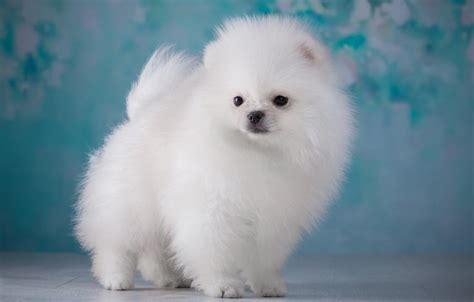 Cute White Fluffy Puppy