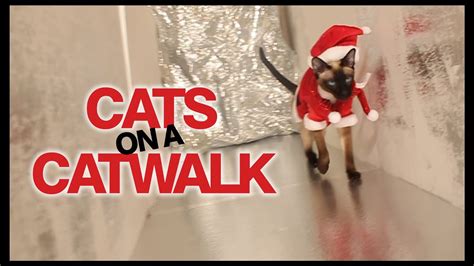 Cute cats in costume compilation 2019 like on catwalk caring for cats often feels like taking care of 'supermodel cats' that look like they belong on the catwalk ✅ daily humor is interesting. CATS ON A CATWALK - YouTube