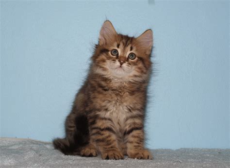 Welcome to kunapaws cattery, home of the majestic siberian forest cat. Siberian kittens - Toronto - Cats for sale, kittens for ...