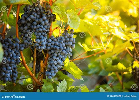 Red Grapes Of Wine In Wineyard Sunset Light Stock Photo Image Of
