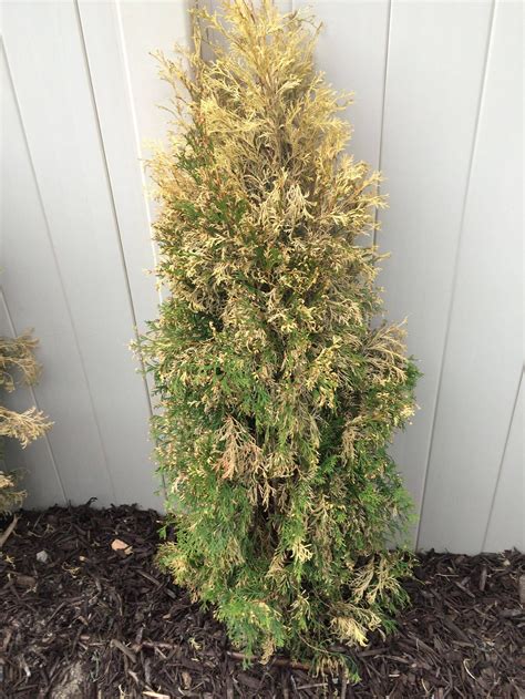 Trees Are My Emerald Arborvitaes Recoverable Gardening