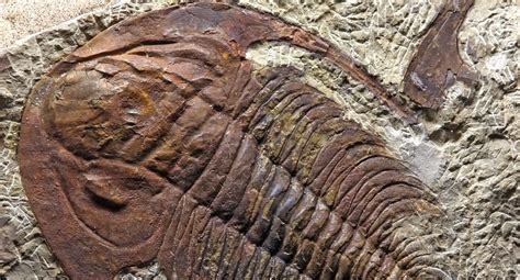 11 Year Old Discovers Rare 475 Million Year Old Fossil In Tennessee