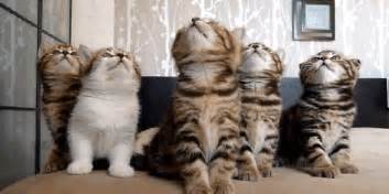 We regularly add new gif animations about and. 10 Cat GIFs to brighten your day