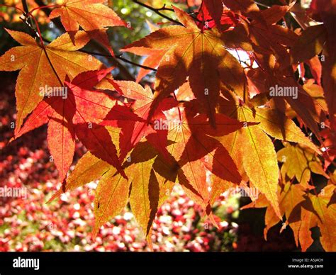 Japanese Maple Leaves Stock Photo Alamy