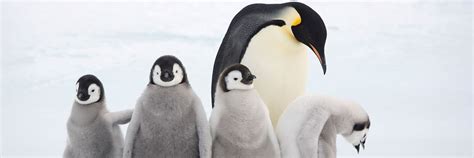 Adopt An Emperor Penguin Symbolic Adoptions From Wwf Free Elf