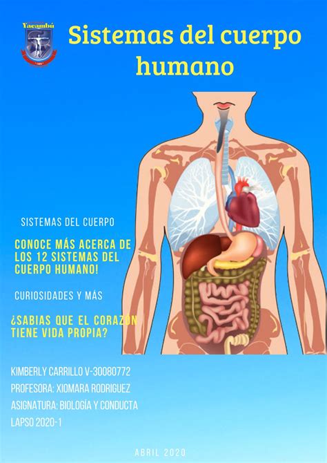Los Sistemas Del Cuerpo Humano By Carrillokimberly28 Issuu