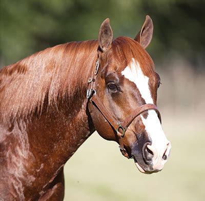 Congratulations also to candi cat, cattomatic, the cat doctress. NRCHA Welcomes Two New Million Dollar Sires - Quarter ...