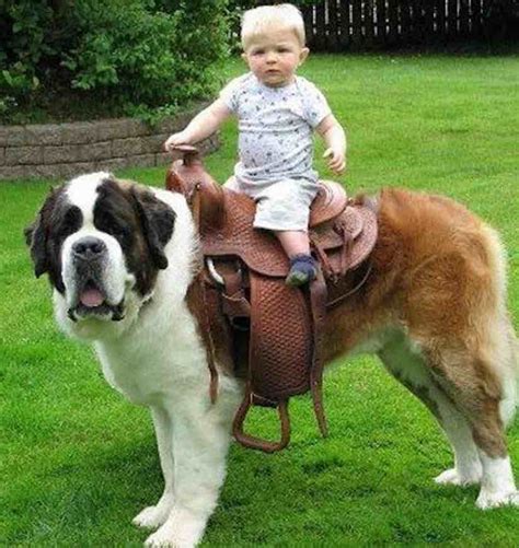World Largest Breed Of Dogs