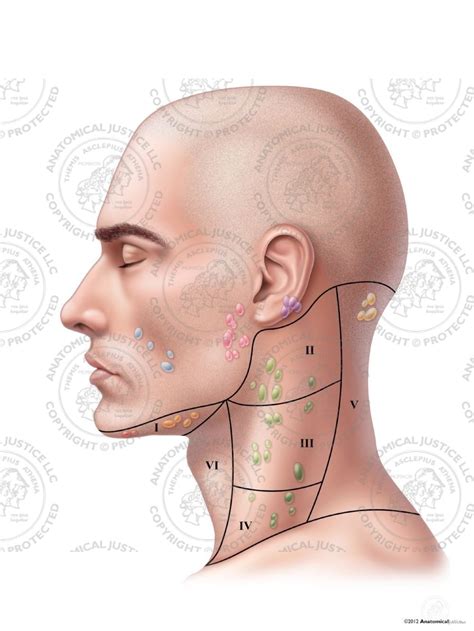 Neck Lymph Nodes Neck Dissection Wikipedia Lymph Nodes In The Neck