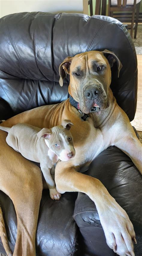 Great Dane Mixed With Pitbull Puppies