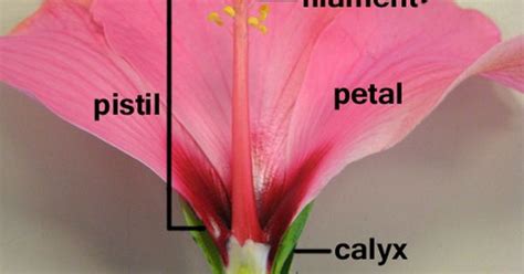Hibiscus Flower Male And Female Parts Diagram Of Hibiscus Flower