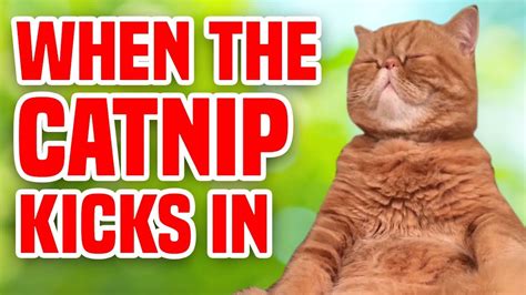 When The Catnip Kicks In Funny Cats Compilation Youtube