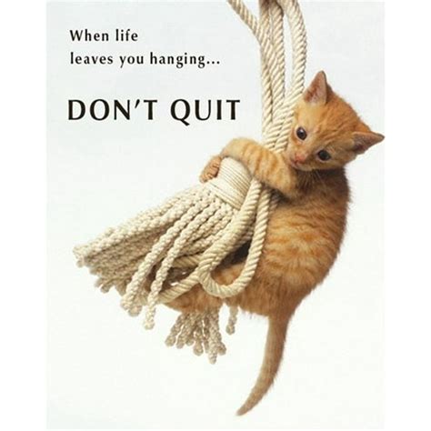 Dont Quit Cute Cat Kitten Animal Motivational Poster 16 X 20 Inches