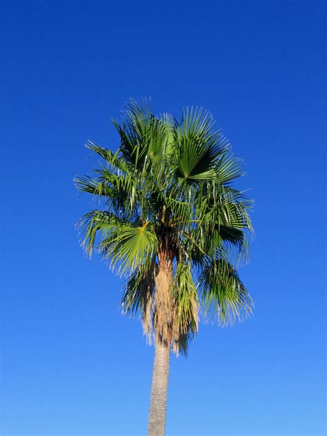 Palm Tree Free Stock Photo Public Domain Pictures