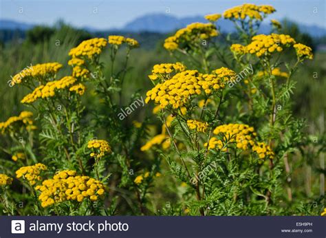 Yellow flowers seem to have taken over the garden next door. The yellow flowers of common tansy, an invasive weed ...