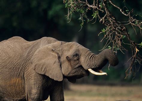 Digesting about half of what they eat, elephants are browsers in the wild, and are known to love. You Won't Believe How Much These Animals Eat