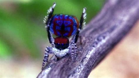Kontinent gibt es das gift wirkt, wenn überhaupt, sehr langsam über tage und ein australischer arzt rät oft als. Schöne Spinnen: Niedliche Krabbler sollen Arachnophobie ...