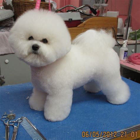 Bichon Show Style Groomer Valerie Weston At Simply The Best Dog Gone