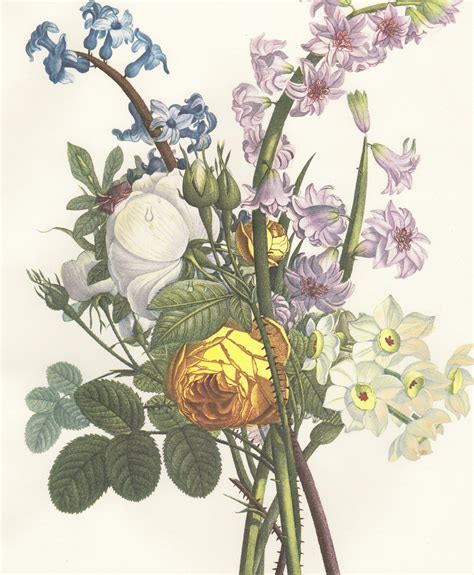 Free Vintage Botanical Printables Free Adolphe Millot Illustrated